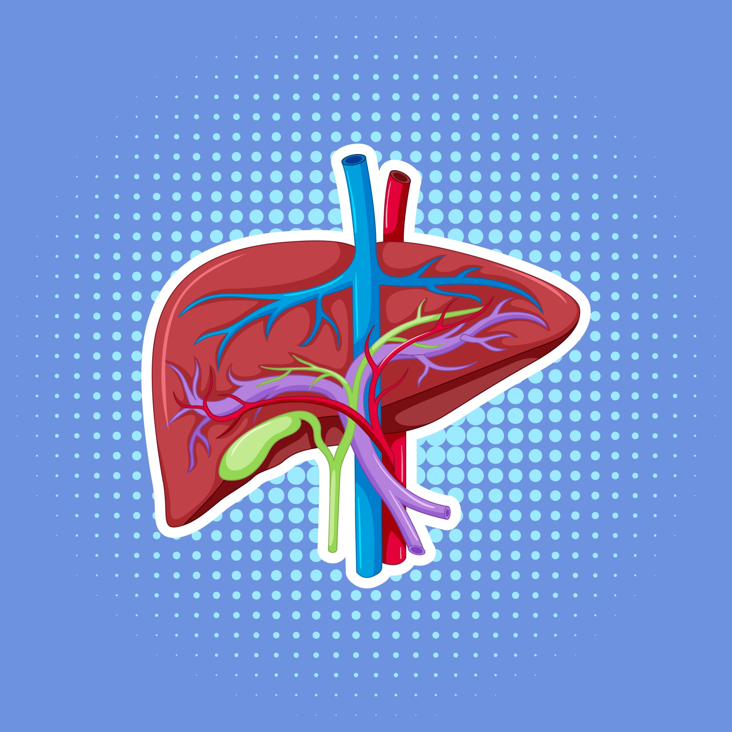 Human internal organ with liver illustration