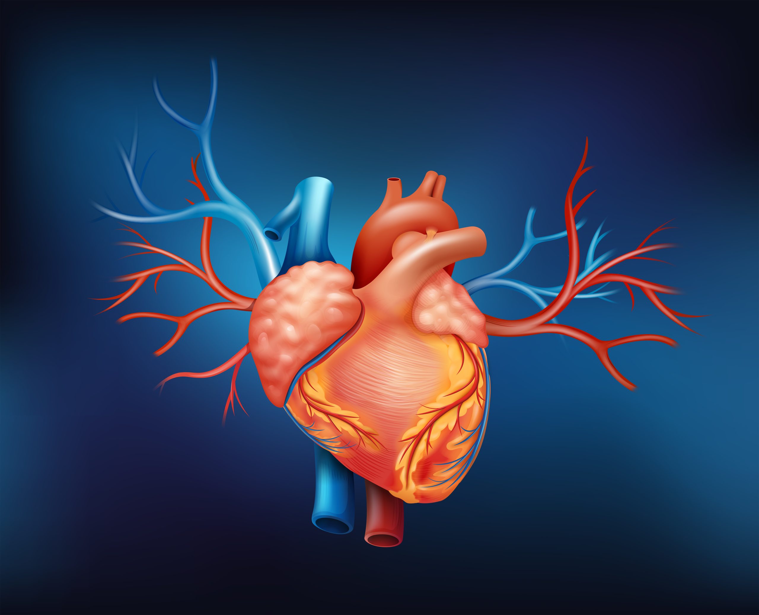 Illustration of a human heart on a blue background