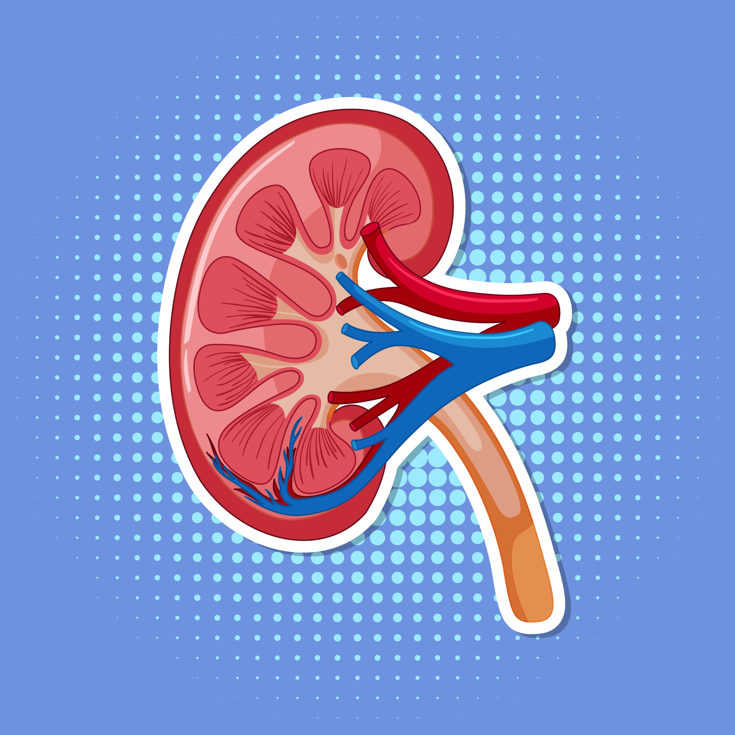 Human internal organ with kidney illustration