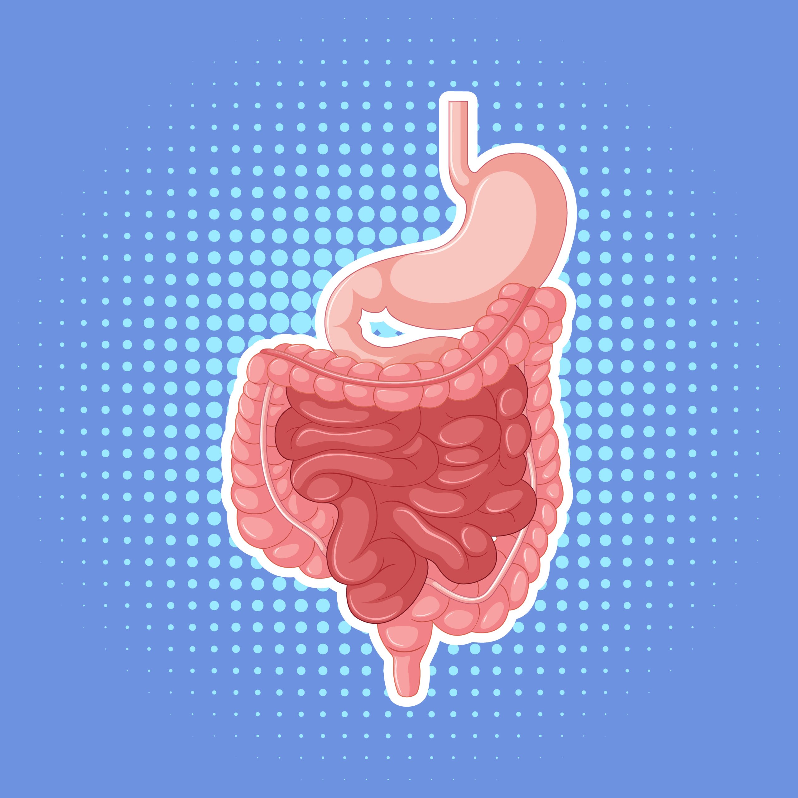 Human internal organ with intestine illustration