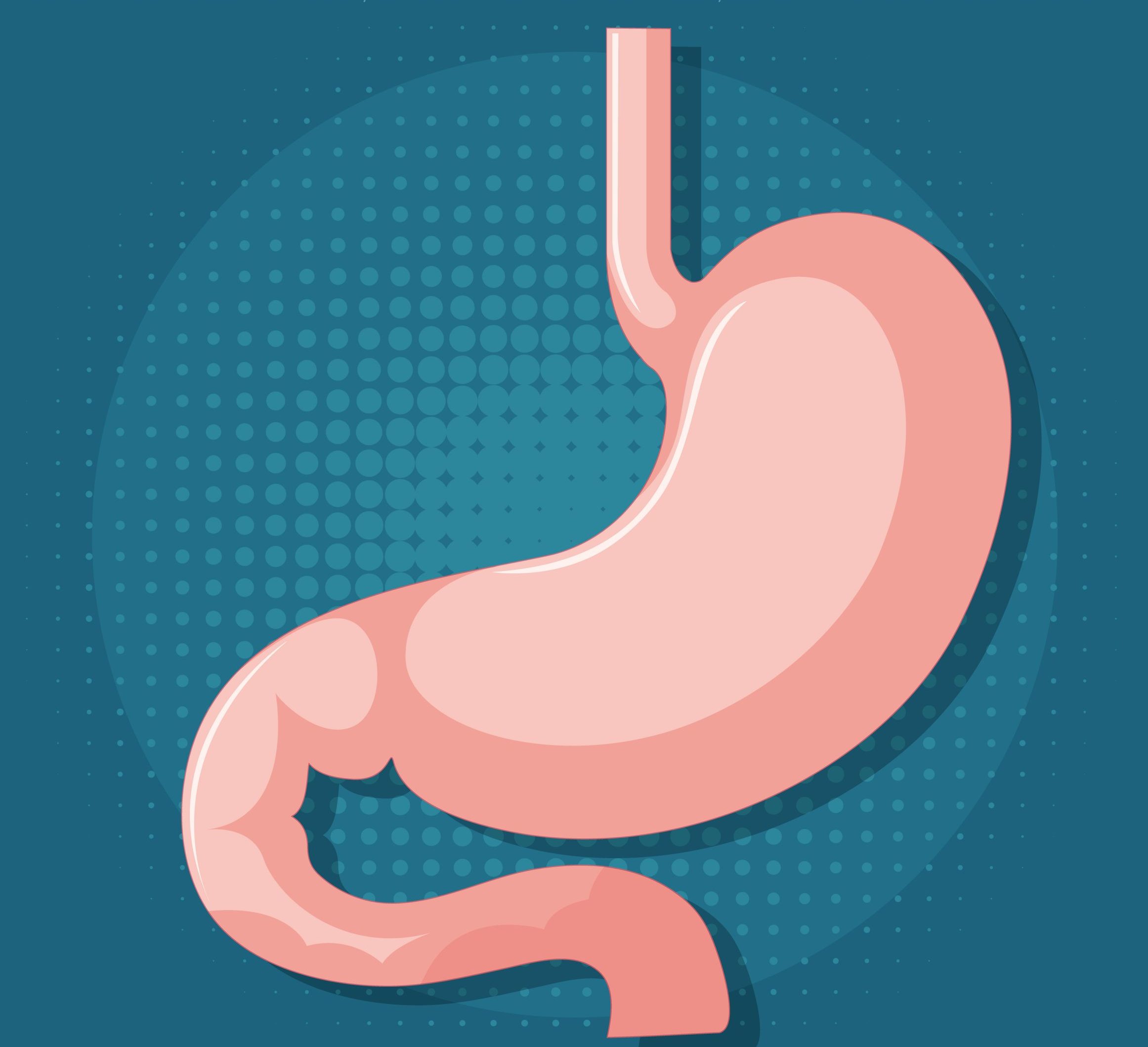 Human internal organ with stomach illustration